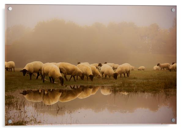 Sheep in the fog Acrylic by Ian Hufton
