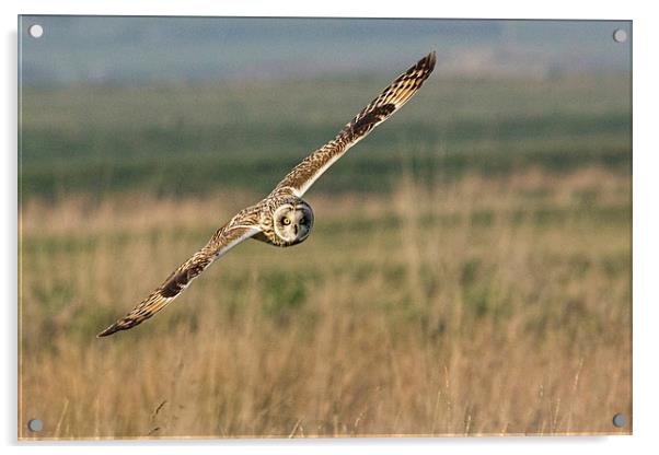 Short Eared Owl Acrylic by Ian Hufton