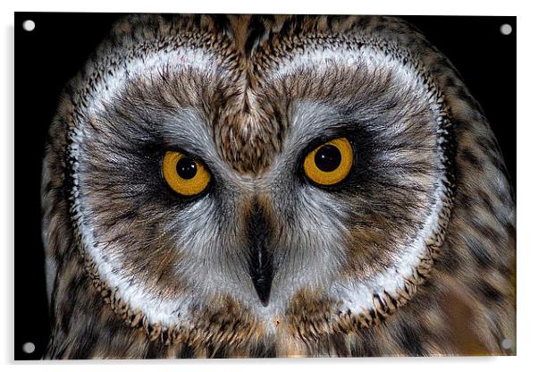   Short Eared Owl Acrylic by Ian Hufton