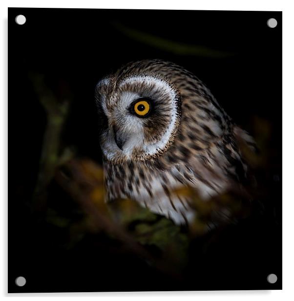    Short Eared Owl - portrait Acrylic by Ian Hufton