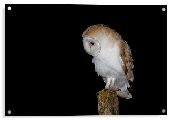  Barn Owl Acrylic by Ian Hufton