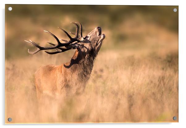  Red Deer Stag Acrylic by Ian Hufton