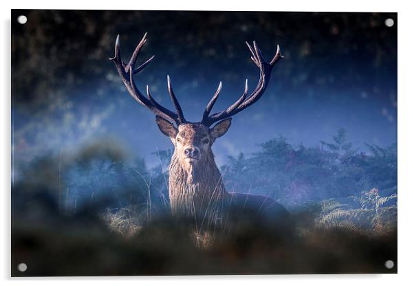   Red Deer Stag Acrylic by Ian Hufton