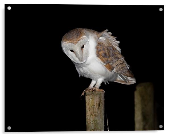   Barn Owl Acrylic by Ian Hufton