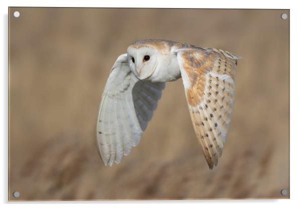 Barn Owl in Flight Acrylic by Ian Hufton