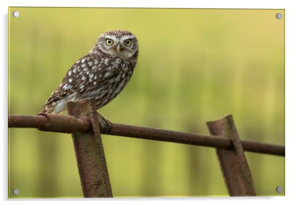 Little Owl  Acrylic by Ian Hufton
