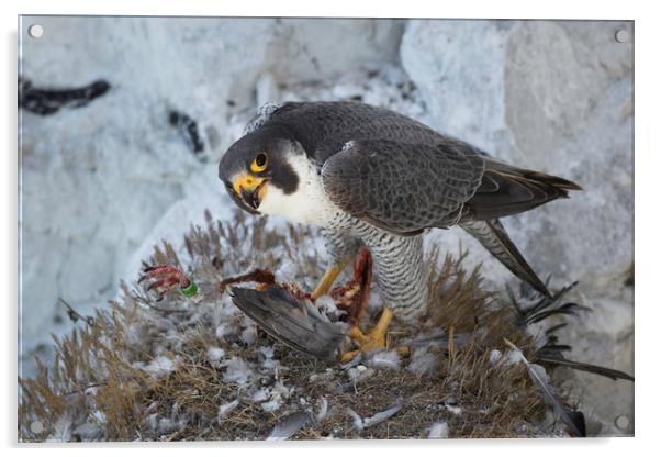 Peregrine Falcon Acrylic by Ian Hufton