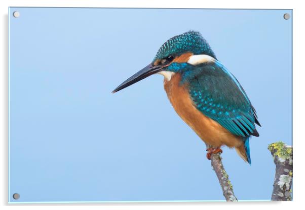 Kingfisher Acrylic by Ian Hufton