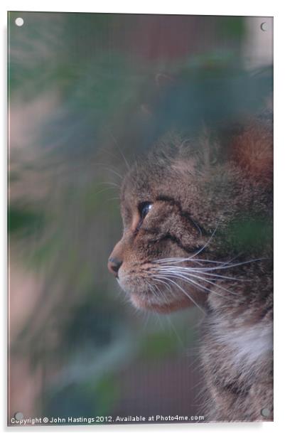 Scottish Wildcat Acrylic by John Hastings