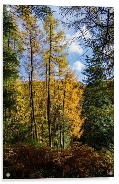 Autumnal Woodland Acrylic by John Hastings