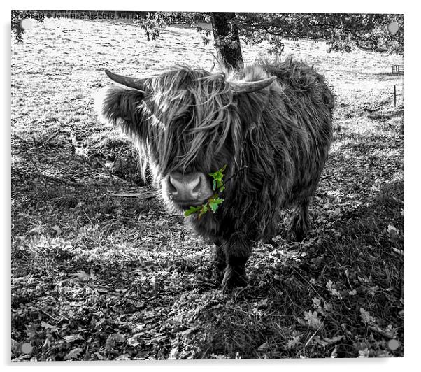Hairy Highland Cow Acrylic by John Hastings