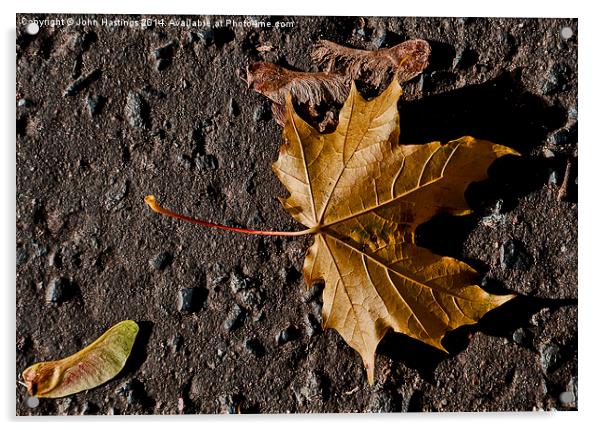  Sycamore leaf and seeds Acrylic by John Hastings