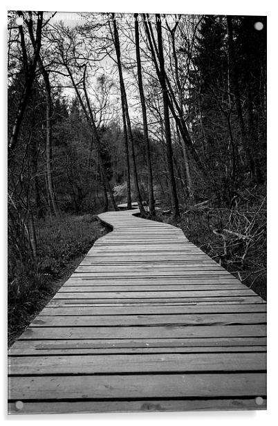 Serene woodland path Acrylic by John Hastings