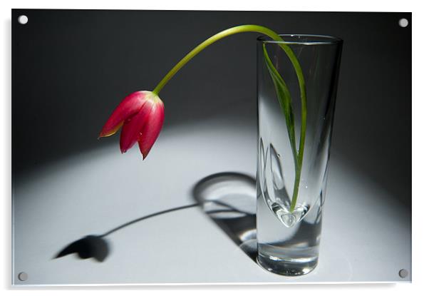 Single Red Tulip in Vase Acrylic by Helen Northcott