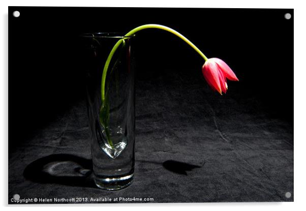 Red Tulip On Black Acrylic by Helen Northcott