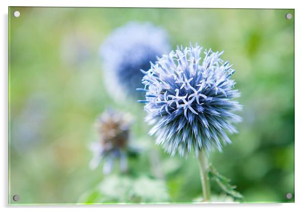 Blue Globe Thistle Flower Acrylic by Helen Northcott