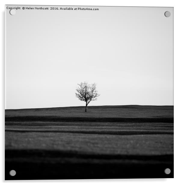 Lone Hawthorn Tree v Acrylic by Helen Northcott