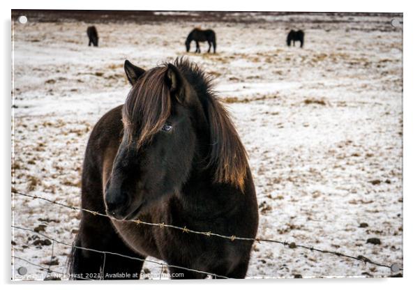 Icelandic Horse Acrylic by Nick Hirst