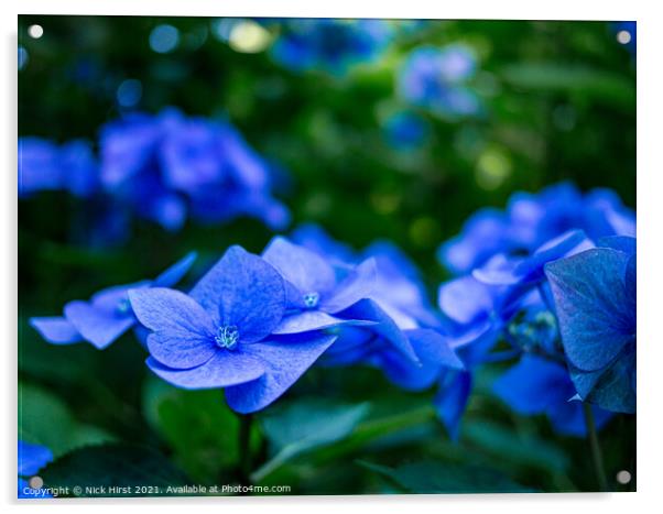 Blue Hydrangea  Acrylic by Nick Hirst