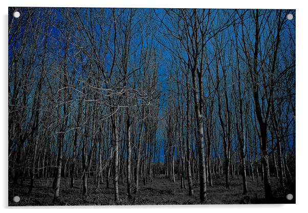 naked forest Acrylic by chris kemp