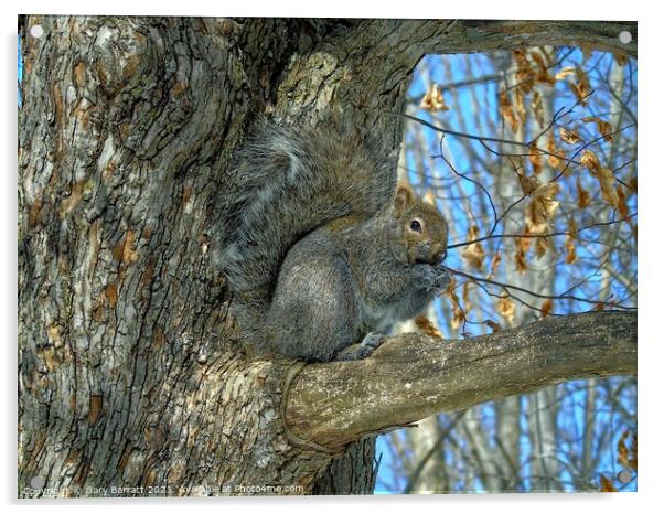 Grey Squirrel In Winter. Acrylic by Gary Barratt