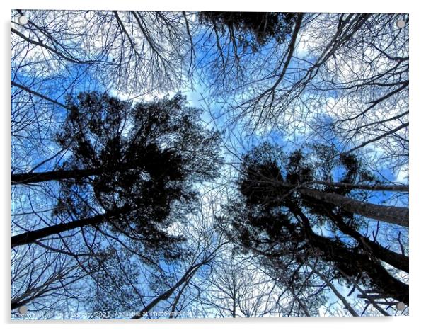 Forest Winter Sky. Acrylic by Gary Barratt