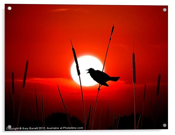 Lone Singing Blackbird Acrylic by Gary Barratt