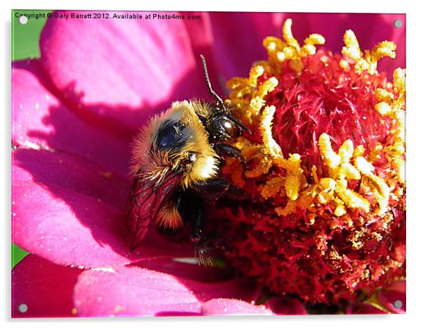 Bee Drinks Pink Acrylic by Gary Barratt