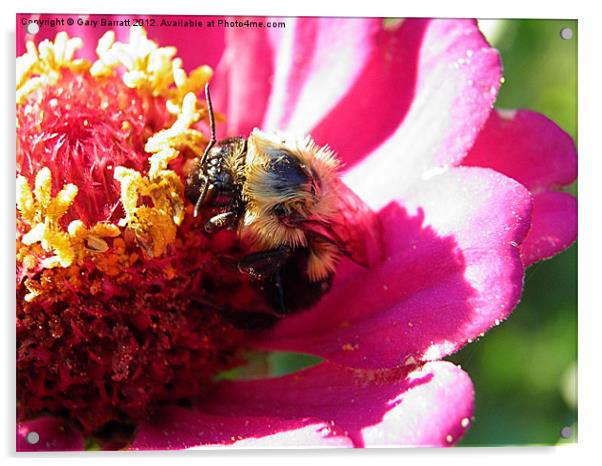 Fuzzy Bee Yellow Pollen Acrylic by Gary Barratt