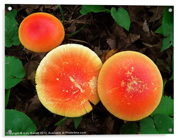 Three Red Mushrooms Acrylic by Gary Barratt