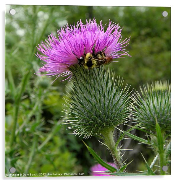 Proud To Bee Scots Acrylic by Gary Barratt