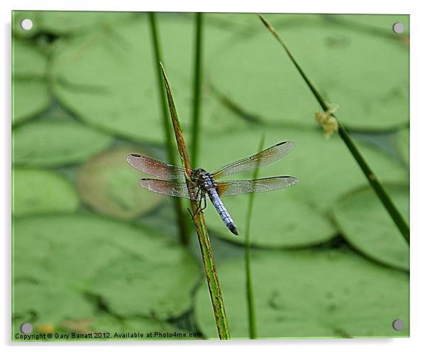 Dragonfly's Spike Acrylic by Gary Barratt