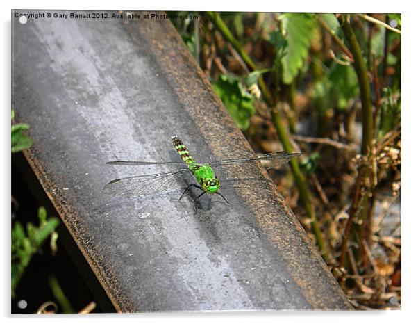 Dragonfly On A Hot Rail Acrylic by Gary Barratt