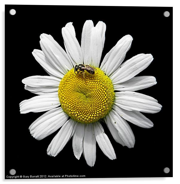 Bee Loves Me Loves Me Not Acrylic by Gary Barratt