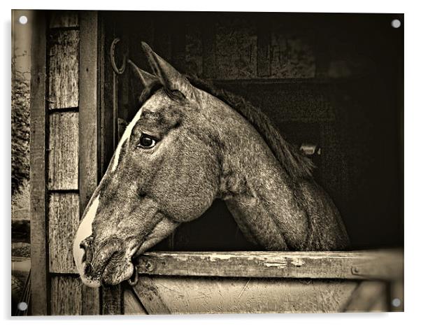 A Horse Of Course - Mono Acrylic by Gary Barratt