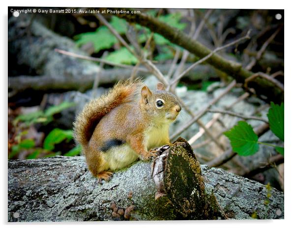  Woodland Red Squirrel. Acrylic by Gary Barratt