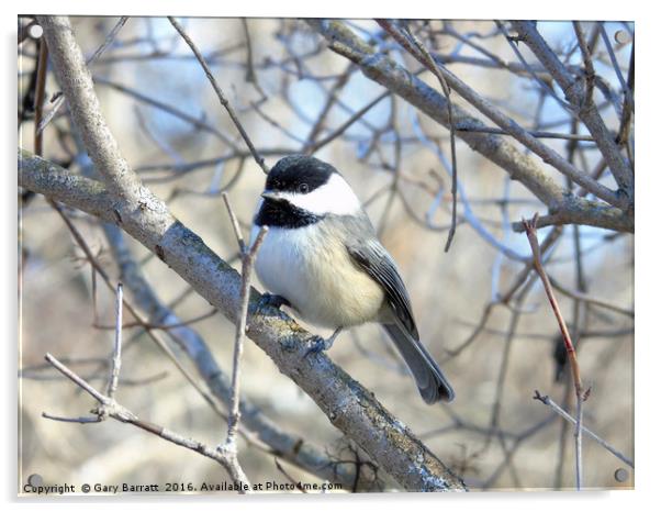 Chickadee Acrylic by Gary Barratt