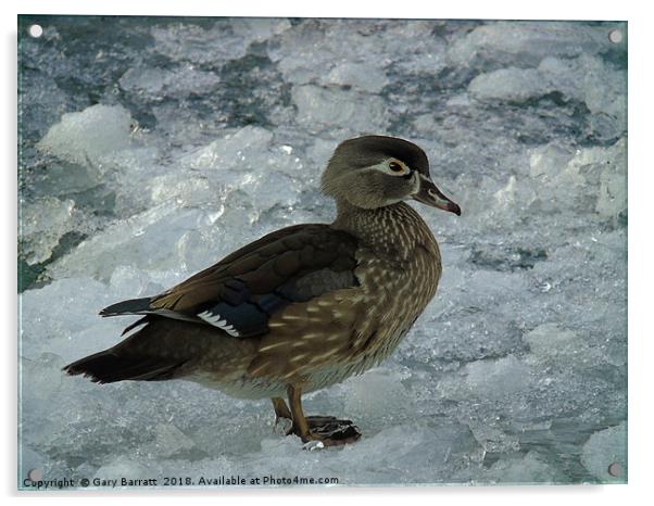 Cold Duck. Acrylic by Gary Barratt