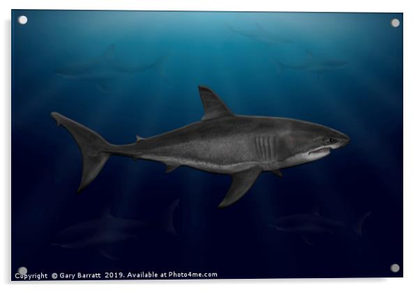 Great White Shark Cruising Acrylic by Gary Barratt