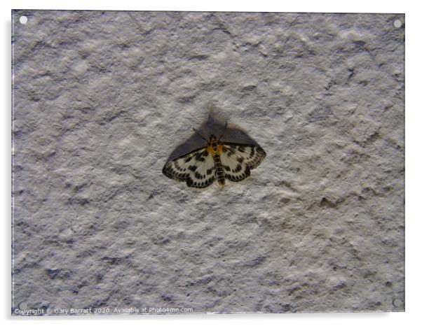 Moth On Stucco At Night Acrylic by Gary Barratt