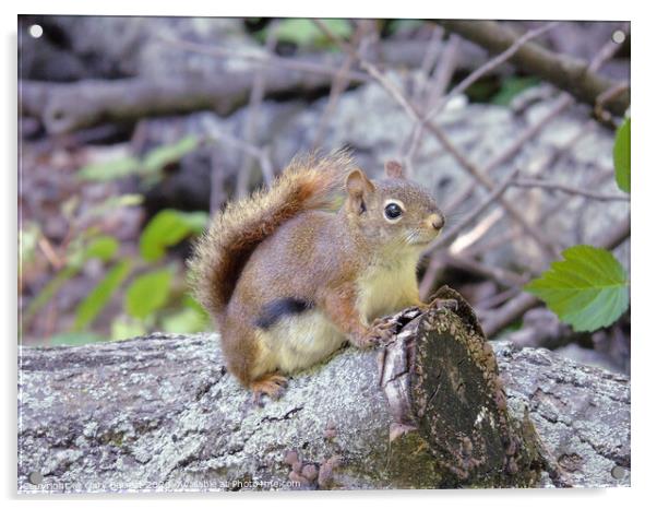 A Little Red Squirrel Acrylic by Gary Barratt