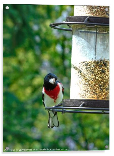 The Rose Breasted Grosbeak Canada Acrylic by Gary Barratt