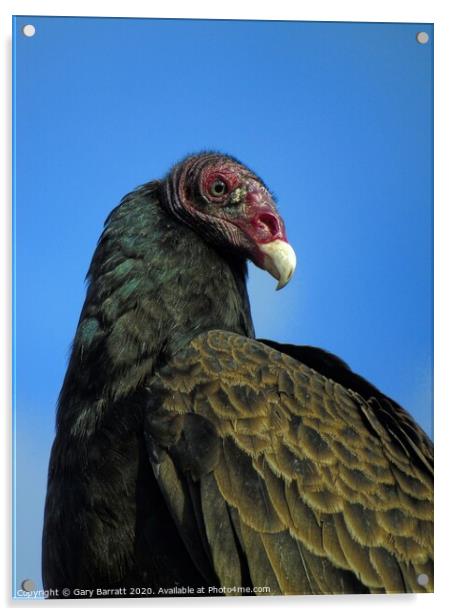 North American Turkey Vulture Acrylic by Gary Barratt