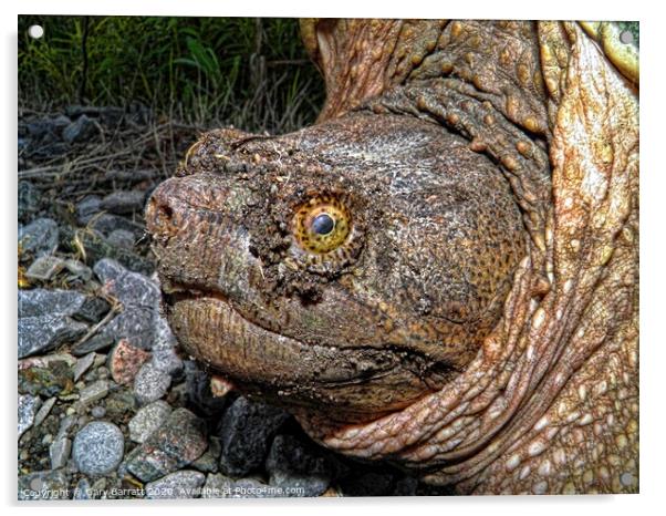 North American Snapping Turtle Acrylic by Gary Barratt