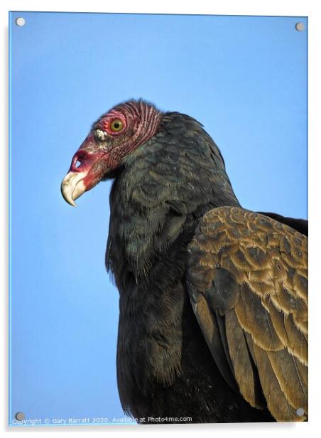 Canada's Summertime Turkey Vulture Acrylic by Gary Barratt