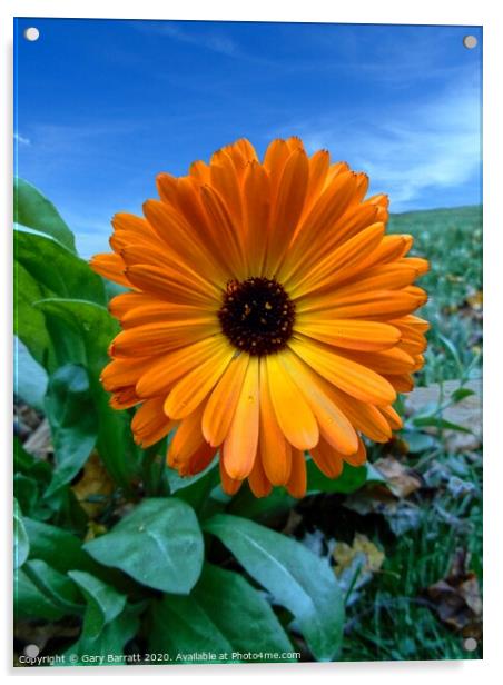 Orange Wildflower Acrylic by Gary Barratt