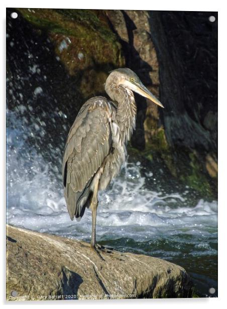 Great Blue Heron By The Water Acrylic by Gary Barratt