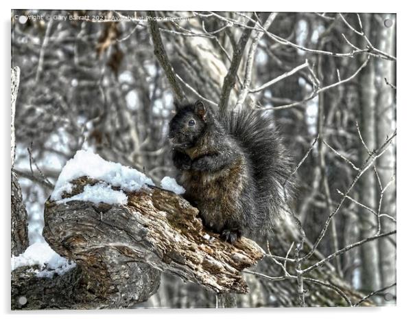 A Squirrel In Thought. Acrylic by Gary Barratt