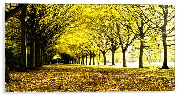 Autumnal Corridor Acrylic by Adam Payne