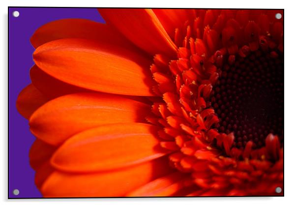 Orange Gerbera Macro Acrylic by Adam Payne